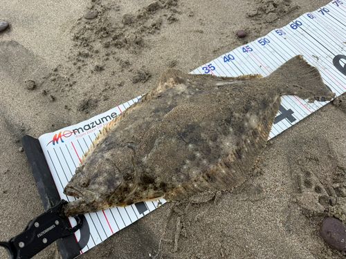 ヒラメの釣果