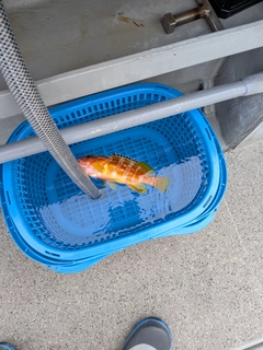 アカハタの釣果