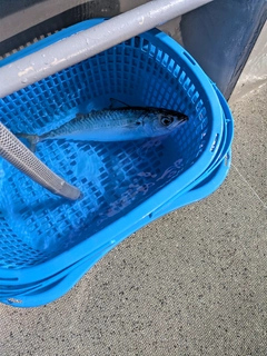 マサバの釣果