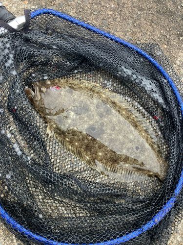 ヒラメの釣果