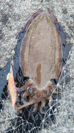 モンゴウイカの釣果