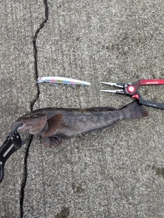 アイナメの釣果