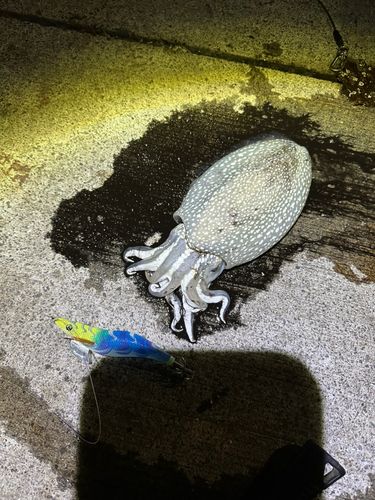 シリヤケイカの釣果
