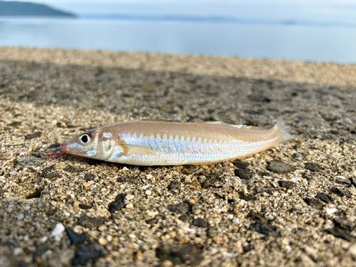 キスの釣果