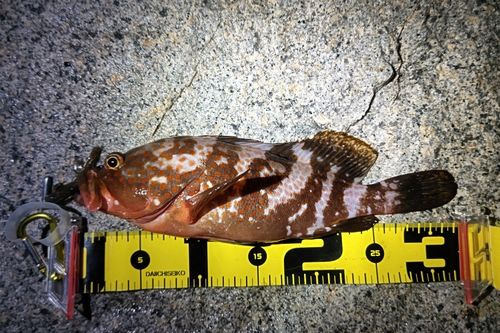 アコウの釣果