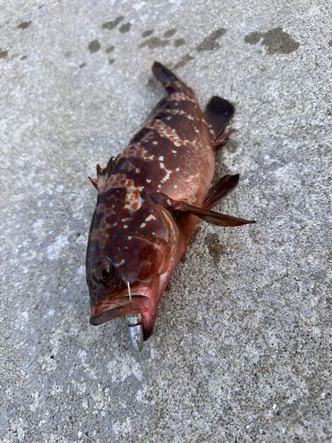 アコウの釣果