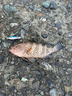 オオモンハタの釣果