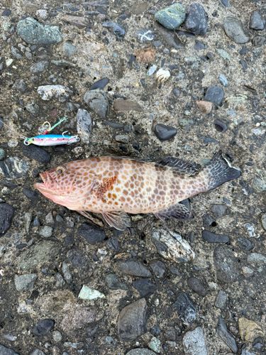 オオモンハタの釣果