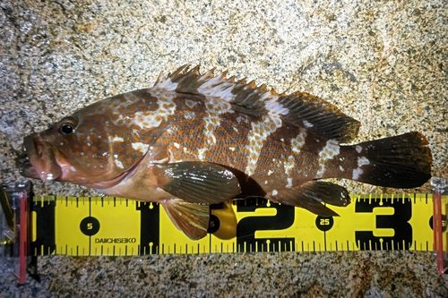 アコウの釣果
