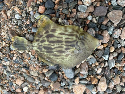 カワハギの釣果