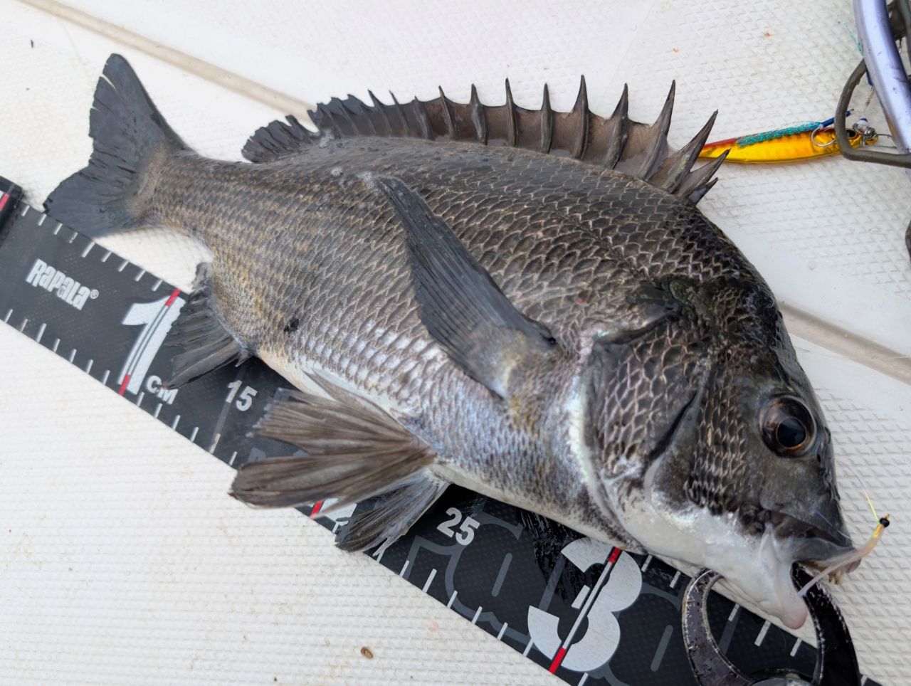 SHIMANO 18ワールドシャウラ 1652R-3の最安値・インプレ・釣果 | 本音