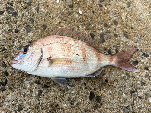 マダイの釣果