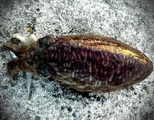 コウイカの釣果