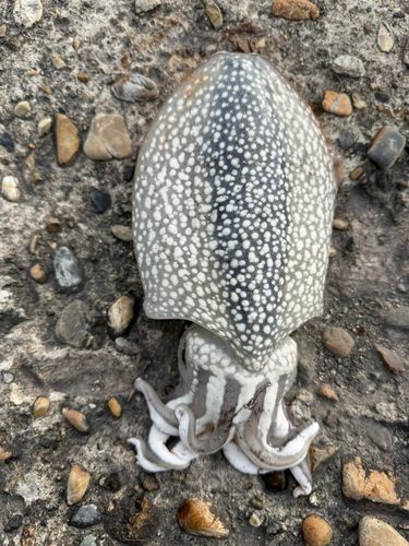シリヤケイカの釣果