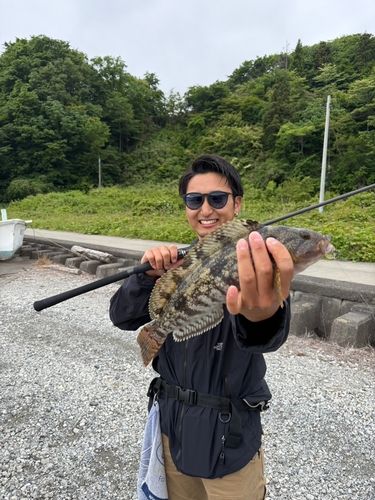 アイナメの釣果