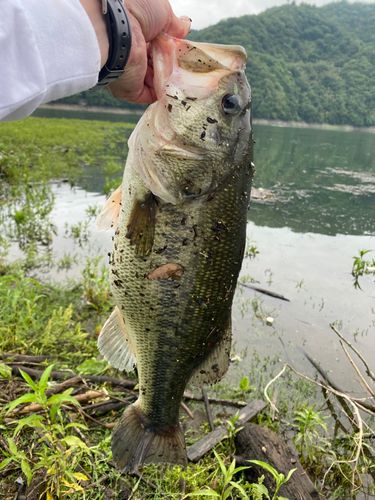 ラージマウスバスの釣果