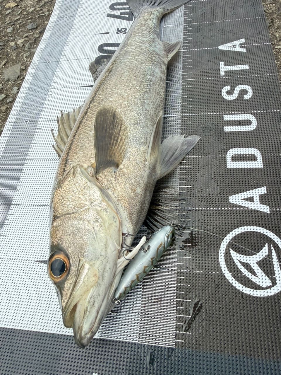 SHIMANO 22ミラベル C2000Sの最安値・インプレ・釣果 | 本音の口コミが