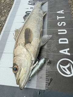 マルスズキの釣果