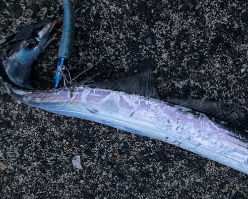 タチウオの釣果