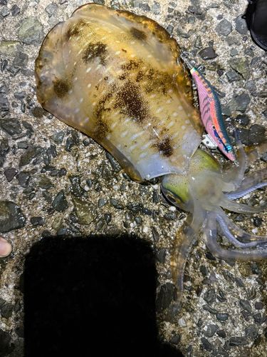 アオリイカの釣果
