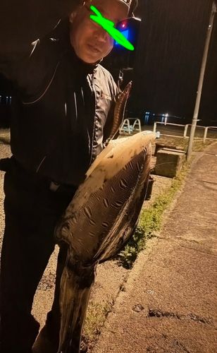 モンゴウイカの釣果