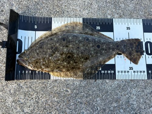 コチの釣果