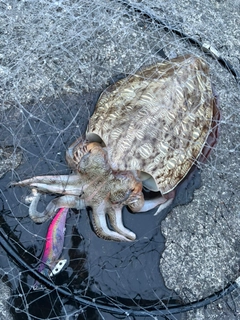 コウイカの釣果