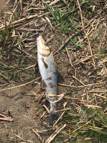 ニゴイの釣果