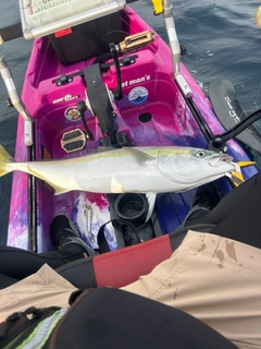 ブリの釣果