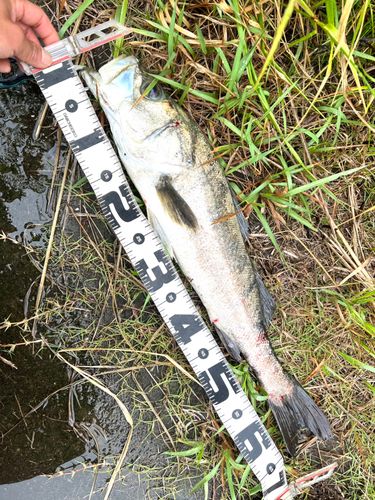 シーバスの釣果