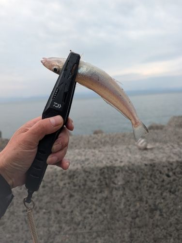 キスの釣果