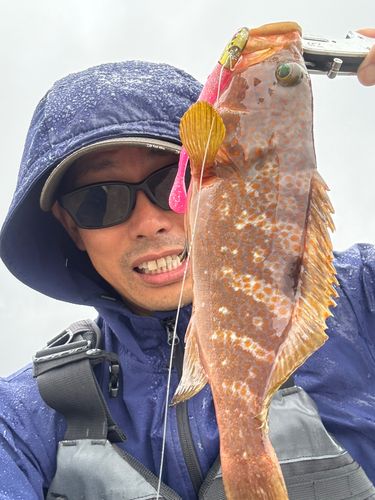 キジハタの釣果