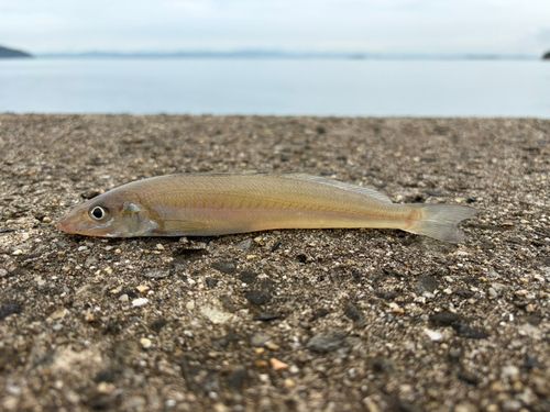キスの釣果