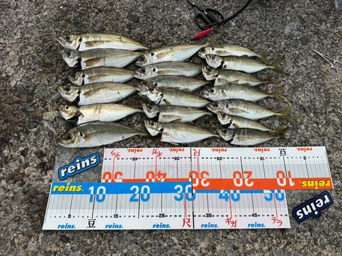 アジの釣果