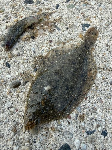マコガレイの釣果