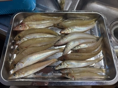 キスの釣果