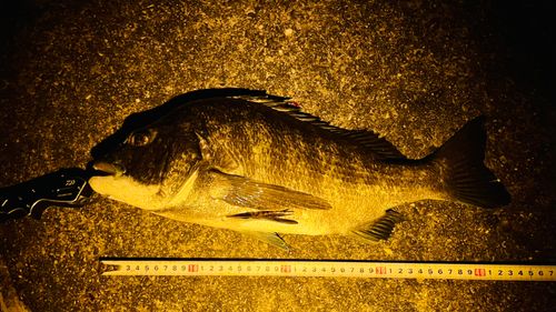 チヌの釣果