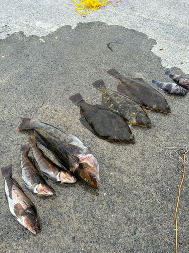 カレイの釣果