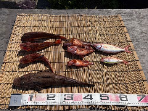 ワニゴチの釣果