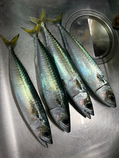 サバの釣果
