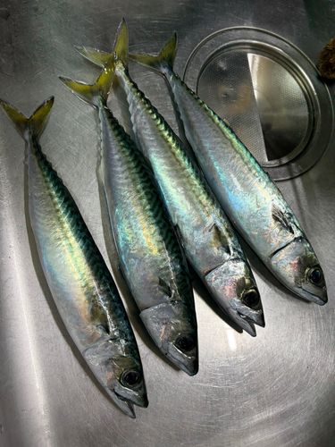 サバの釣果
