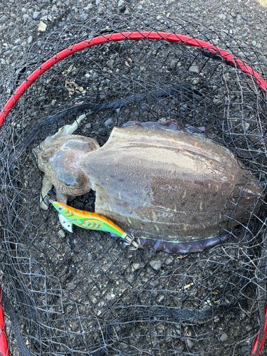 コウイカの釣果
