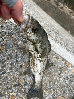 セイゴ（マルスズキ）の釣果