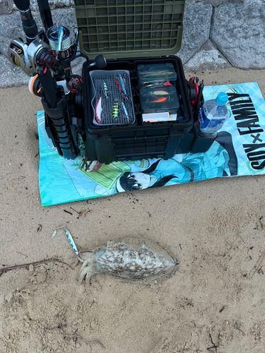 コウイカの釣果