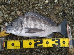 チヌの釣果