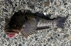 アブラコの釣果