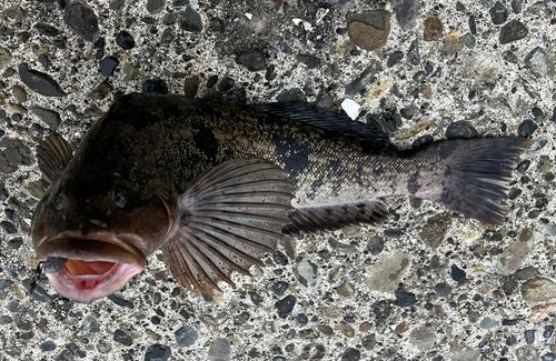 アブラコの釣果
