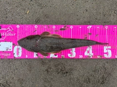 マゴチの釣果
