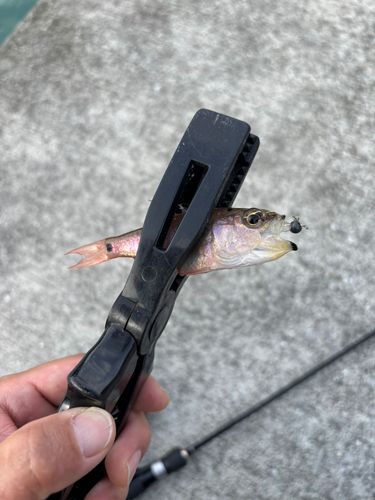 釣果