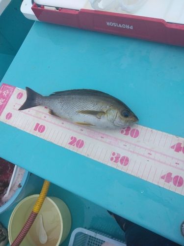 イサキの釣果